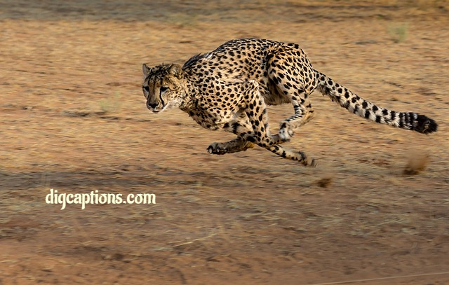 Caption for Fastest Animal on Land