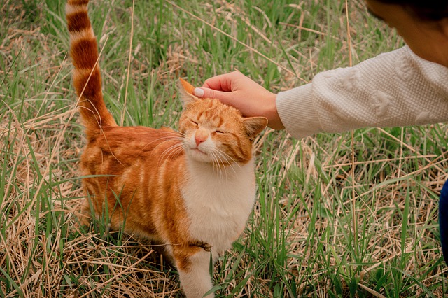 World Kindness Day Quotes and Captions for Instagram