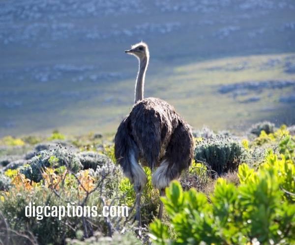 Ostrich Bird Captions for Instagram With Quotes