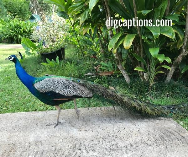 Peacock Beauty Quotes Captions for Instagram