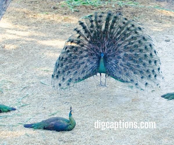 Funny Peacock Quotes With Captions for Instagram