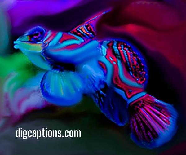 Mandarin Fish Captions for Instagram With Quotes