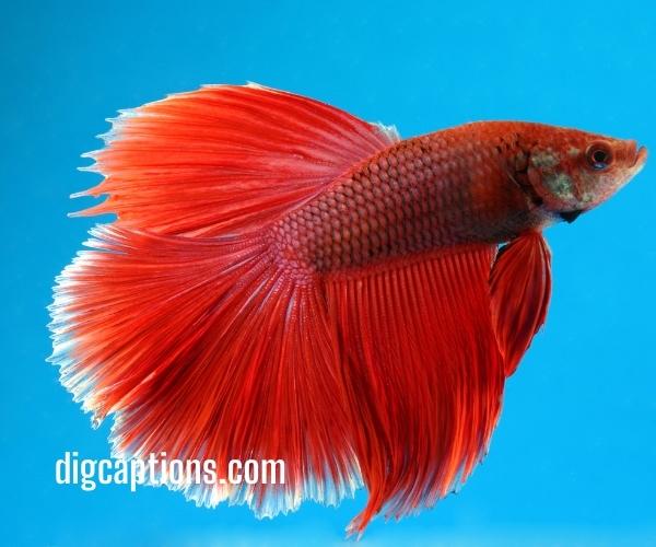 Siamese Fighting Fish Captions for Instagram With Quotes