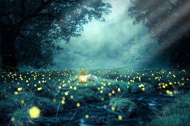 Night Forest Glowworm Light Captions and Quotes