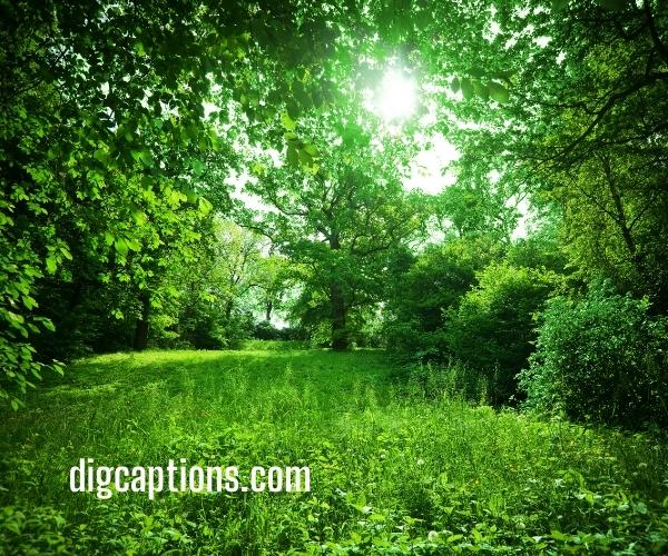 Green Nature Captions for Instagram