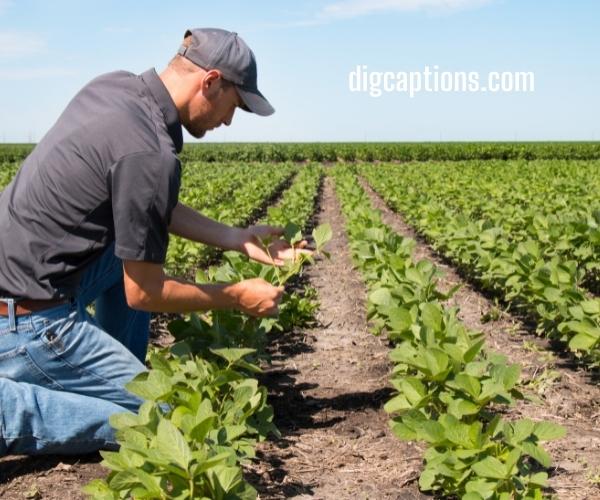 Agriculture Quotes and Captions for Instagram