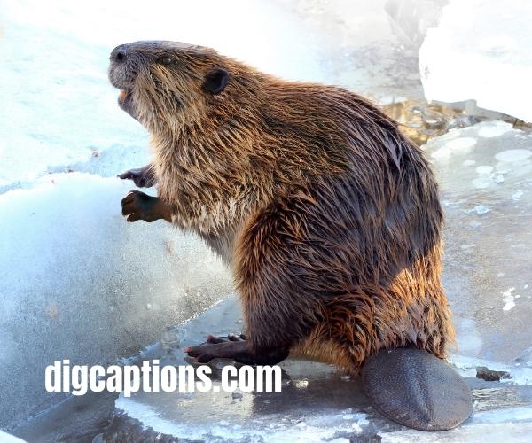 American Beaver Quotes and Captions for Instagram