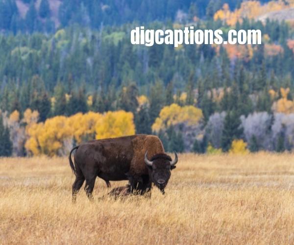 American Bison Quotes and Captions for Instagram