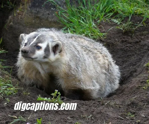 American Badger Quotes and Captions for Instagram