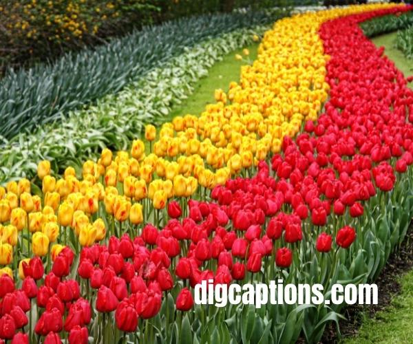 Tulip Puns for Instagram Captions With Quotes