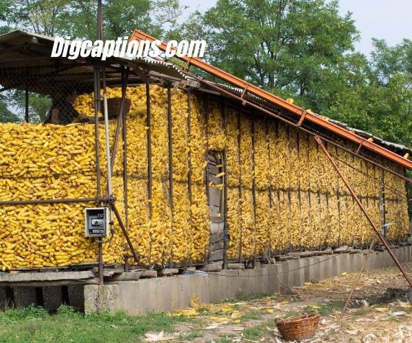 Granary Fumigation Quotes and Captions for Instagram