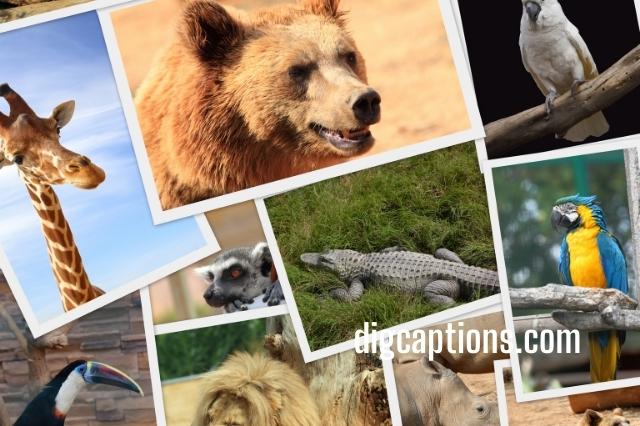 Nat Geo Wild Photography Cations for Instagram