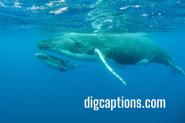 Whale Puns Quotes and Captions for Instagram