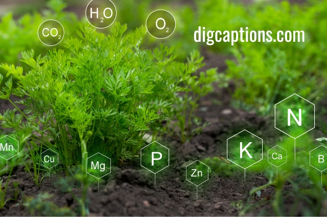 The Unique Bond Between Magnesium and Chlorine