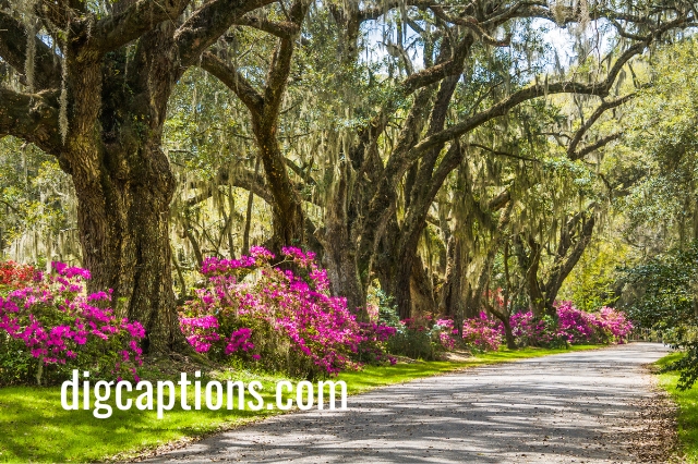 Charleston Captions & Quotes for Instagram Funny